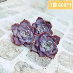 ウォングム農場◎キスミー◎多肉植物 カット苗 輸入苗 エケベリア等