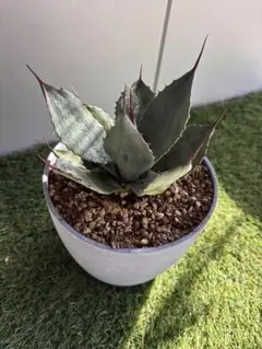 2026年最新】パリートランカータの人気アイテム - メルカリ