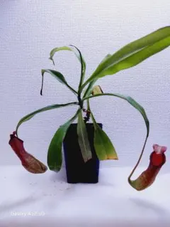ネペンテス アラタ 苗 食虫植物 観葉植物 - メルカリ