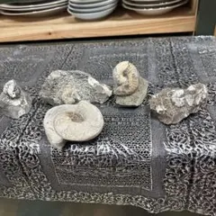 北海道小平町産 アンモナイト 異常巻アンモナイト 化石 まとめ売り
