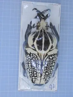 2026年最新】標本の人気アイテム - メルカリ