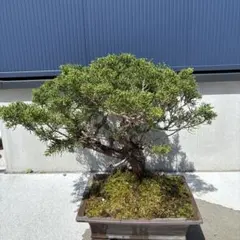 三河盆栽　シンパク　真柏　古い　盆栽　素材 三河盆栽 シンパク 真柏 古い 素材 盆栽 - メルカリ