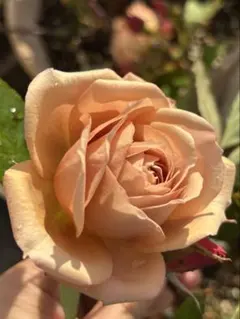 こけしマン様 リクエスト 2点 まとめ商品