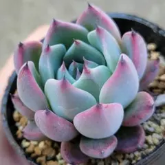 K's plants様 リクエスト 2点 まとめ商品