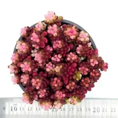 ヨッシー様 リクエスト 2点 まとめ商品