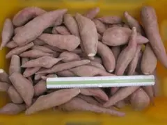 訳有り格安 !! 生産者直売 鳴門金時 7kg 小芋とキズ芋。おやつに最適です。のサムネイル
