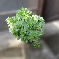 KSKS♡様 リクエスト 2点 まとめ商品