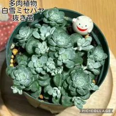 ココたん様 リクエスト 2点 まとめ商品