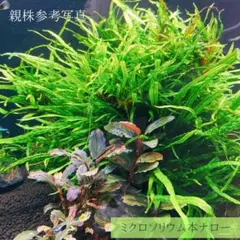 【トロピカ社】001 、002.ミクロソリウム　ナロー　トライデント チャーム（charm） （水草）ミクロソリウムsp．トライデント