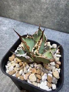 2026年最新】AGAVE シーザーの人気アイテム - メルカリ