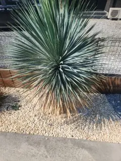 ボーカルネア ストリクタ ブルー 希少 植物 - メルカリ