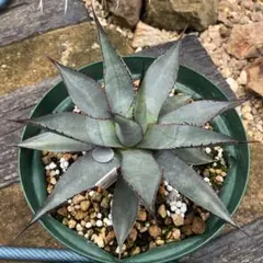 Agave 'T'S 001 Grex' 笹の雪✕屈原の舞扇のサムネイル