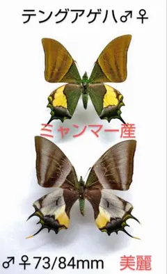 希少蝶標本採取1988年等現状品のみツマベニチョウケースサイズ50x41x6cm 蝶標本 モンキセット 12bP05544E 蝶々 外国産 標本 木箱 ケース