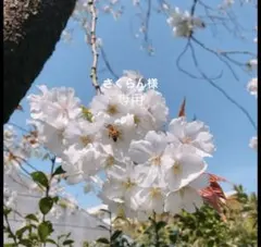 さくらん様専用