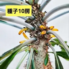 2025年最新】myrmecodiaの人気アイテム - メルカリ