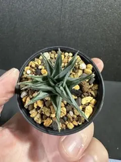 メルカリ便発送☆多肉植物アロエ PH-BLACKの種子10粒 メルカリ便発送☆多肉植物アロエ PH-BLACKの種子10粒