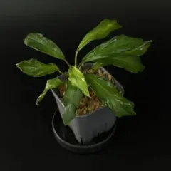 Homalomena sp. Serawai Sintangのサムネイル