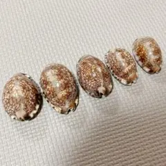 貝殻　ホソヤクシマダカラ　貝殻　ヤクシマダカラ5個セット　まとめ売り