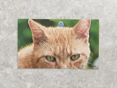 e*☆様 パペットスンスン スマロイド 猫