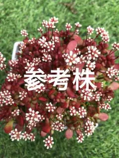 Top【選抜株】多肉植物　17393バイオレットクイーン錦　24個　鉢無し/脱土 Top【選抜株】多肉植物 17393バイオレットクイーン錦 24個 鉢無し/脱土