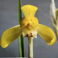 チ−ズくん様 リクエスト 2点 まとめ商品