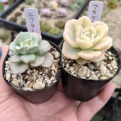 a*a様 ニクサーナ錦とマカベアナ錦セットのサムネイル