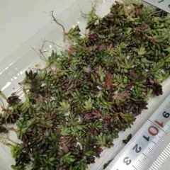 はな花様 リクエスト 5点 まとめ商品