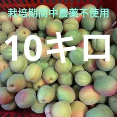 梅 豊後 採れたて 栽培期間中農薬不使用 10キロ 熟度混合 長野県産