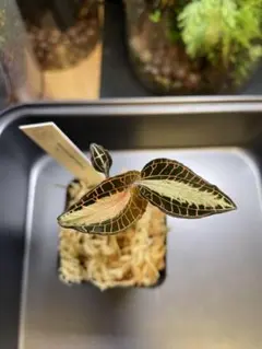 【ジュエルオーキッド】Anoectochilus lobbianus Red