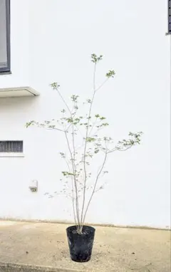 2025年最新】ドウダンツツジ 山採りの人気アイテム - メルカリ