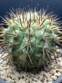 2025年最新】コルムナアルバの人気アイテム - メルカリ