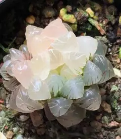 104h 多肉植物 ハオルチア オブツーサ錦糊斑 自家繁殖 鉢植え発送