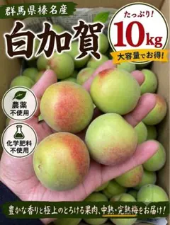 【群馬県榛名産 白加賀梅 】 10kg【L〜4L 】農薬不使用 化学肥料不使用 群馬県榛名産 白加賀梅 】 10kg【L〜4L 】農薬不使用 化学肥料不使用