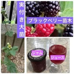 ブラックベリーの苗　トゲなし　苗の撮影5／２０