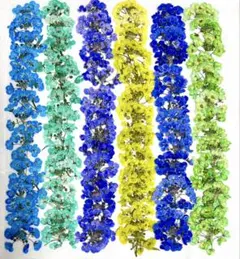 押し花素材、カラースーパーアリッサム。2。