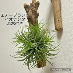 メルカリ便　イオナンタ　アルボマジナータ　クランプコルク着生 エアプランツ チランジア イオナンタ コルク 着生植物 インテリア 送料