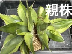 k*n様 アガベ オバティフォリア キラー ⑤ 美種 優良血統 希少株 アガベ オバティフォリア キラー | hanayoshi-botanical