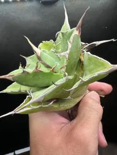 アガベ US ハデス　インフェルノ　陽炎　選抜　陶器鉢付 アガベ US ハデス インフェルノ 陽炎 選抜 陶器鉢付 観葉植物