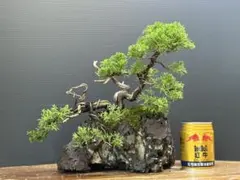 2025年最新】盆栽 真柏の人気アイテム - メルカリ