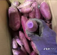 2026年最新】パープルスイートロードの人気アイテム - メルカリ
