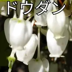 gera様 リクエスト 2点 まとめ商品