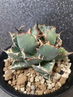 アガベ　イシスメンシス　インランドフォーム　猫の手イシス　良血統 アガベ イシスメンシス インランドフォーム 猫の手イシス agave - メルカリ
