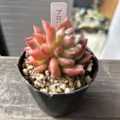 多肉植物　エケベリア　韓国苗　プロリディティー抜き苗