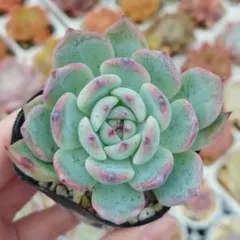 2025年最新】おらいさん苗 青札の人気アイテム - メルカリ