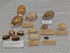 高知県のカタツムリ　陸貝　貝殻　標本 高知県のカタツムリ 陸貝 貝殻 標本 - メルカリ