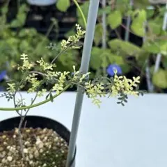 【コレクション株】 超希少 斑入り オペルクリカリア ヒファエノイデス 白斑 2025年最新】オペルクリカリア 斑入りの人気アイテム - メルカリ