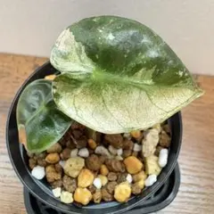 斑入り カンアオイ タマノカンアオイ 今吉(こんきち) - メルカリ