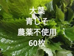 大葉　青じそ　農薬不使用　60枚のサムネイル