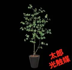 光触媒 人工観葉植物 ウォールグリーン フェイクグリーン マダガスカル 