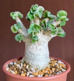 【獅子葉/アデニウム】ドーセットホーン アデニウム 鉢植えA-41のサムネイル
